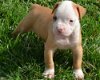 3 maanden oud Old American Bulldog Pup - 2 - Thumbnail