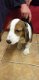 Mannelijke en vrouwelijke beagle pups (kc Reg) - 1 - Thumbnail