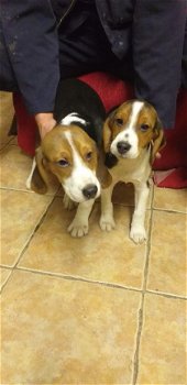 Mannelijke en vrouwelijke beagle pups (kc Reg) - 2