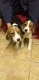 Mannelijke en vrouwelijke beagle pups (kc Reg) - 2 - Thumbnail