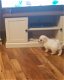 Prachtige stamboom Bichon-puppy's - 1 - Thumbnail