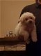 Prachtige stamboom Bichon-puppy's - 2 - Thumbnail