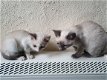 Prachtige stamboom sneeuwschoen kittens - 3 - Thumbnail