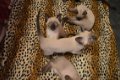Siamese kittens klaar voor nieuw huis - 1 - Thumbnail