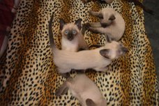 Siamese kittens klaar voor nieuw huis