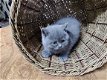 Mooie Britse korthaar kittens - 1 - Thumbnail