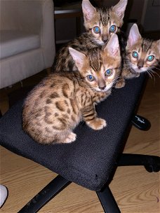 Mooie bruine rozet Bengaalse kittens