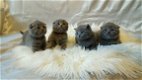 Stamboom Scottish Fold Kittens, - 1 - Thumbnail