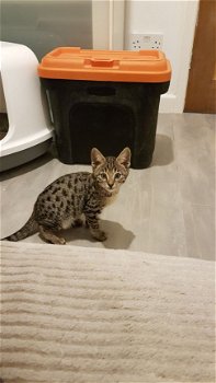 Prachtige Savannah Kittens, - 1