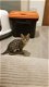 Prachtige Savannah Kittens, - 1 - Thumbnail