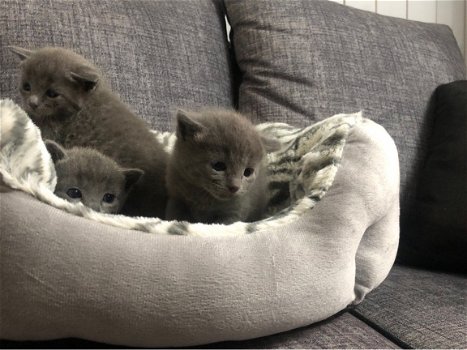 Mooie Russische blauwe kittens, - 1