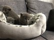 Mooie Russische blauwe kittens, - 1 - Thumbnail