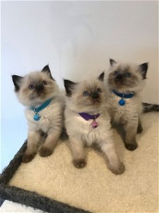 Ticca geregistreerde Ragdoll-kittens