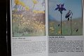 Fleurs des Alpes - 2 - Thumbnail