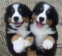 Bernese pups - 1 - Thumbnail