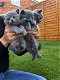 5 Britse kittens met kort haar Bsh geregistreerd - 1 - Thumbnail