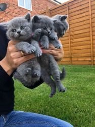 5 Britse kittens met kort haar Bsh geregistreerd