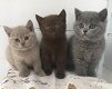 Britse shorthaire kittens - 1 - Thumbnail