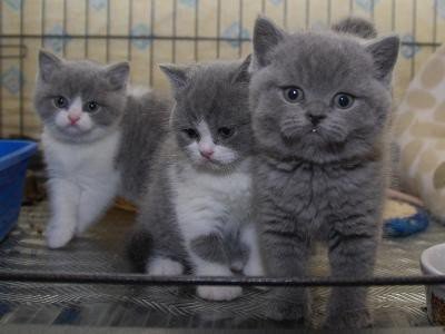 Geregistreerde Grijse Britse korthaar kittens - 1