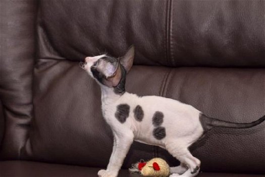 Cornish Rex Kittens - 1