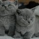 Prachtige Britse korthaar kittens - 1 - Thumbnail