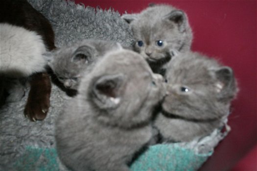 Blauwe Britse korthaar kittens - 1