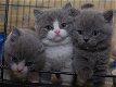 Blauwe Britse korthaar kittens - 2 - Thumbnail
