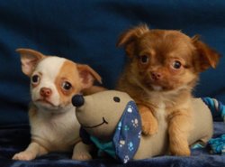 Chihuahua pupjes te koop! - 1