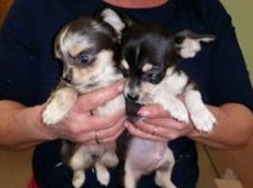 4 Prachtige Mini Chihuahuapupjes.