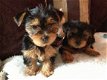 Yorkshire Terrier Pups - 1 - Thumbnail