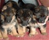 Duitse Herder Puppies - 1 - Thumbnail
