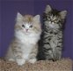 Schattige Ragamuffins-kittens - 1 - Thumbnail