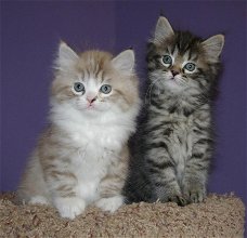 Schattige Ragamuffins-kittens