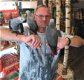 Afrikaanse grijze papegaaien - 2 - Thumbnail