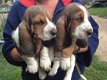 Schattige Basset Hound puppies - 1 - Thumbnail
