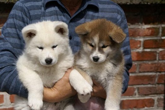 Leuke mannelijke en vrouwelijke Akita Inu Puppies - 1
