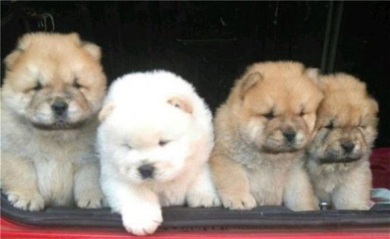 Chow Chow Puppies beschikbaar - 1
