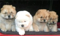 Chow Chow Puppies beschikbaar