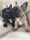 Franse Bulldog pups - 1 - Thumbnail