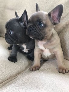 Franse Bulldog pups