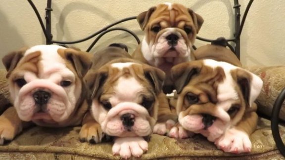 prachtige engelse bulldog pups! - 1