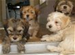 Havanezer puppies - 1 - Thumbnail