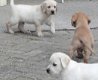 Labrador pups - 1 - Thumbnail