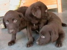 Labrador pups