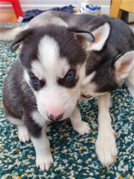 Zwart / wit Siberische Husky Pups te koop - 1