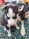 Zwart / wit Siberische Husky Pups te koop - 1 - Thumbnail