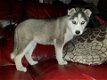 Siberian Husky - 1 - Thumbnail