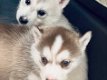 Siberian Husky - 1 - Thumbnail