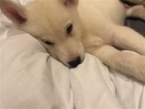 Zuivere witte Siberische Husky Puppy (11 weken) - 1