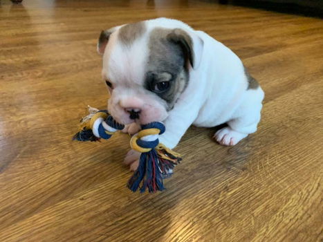 Geweldige Franse bulldogs op voor adoptie - 1